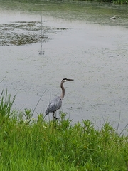 Ardea herodias