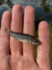 Dormitator maculatus