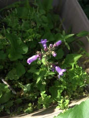Penstemon smallii