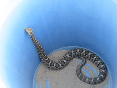 Crotalus enyo