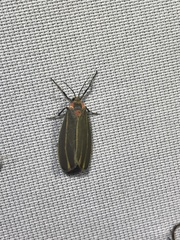 Haematomis uniformis