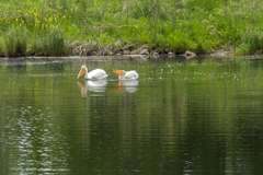 Pelecanus erythrorhynchos
