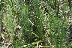 Linaria vulgaris