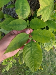 Fraxinus pennsylvanica subintegerrima