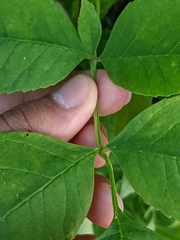 Fraxinus pennsylvanica subintegerrima