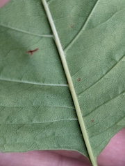 Fraxinus pennsylvanica subintegerrima