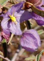 Thomasia tremandroides