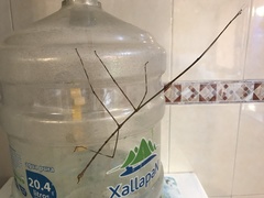 Phasmatinae
