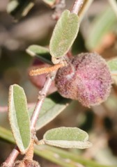 Thomasia tremandroides