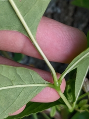 Fraxinus pennsylvanica subintegerrima