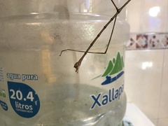 Phasmatinae