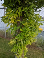 Fraxinus pennsylvanica subintegerrima