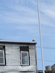 Larus marinus