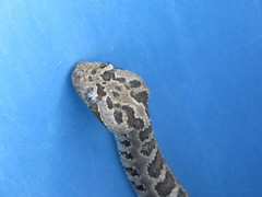 Crotalus enyo