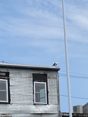 Larus marinus