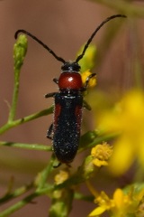 Crossidius discoideus