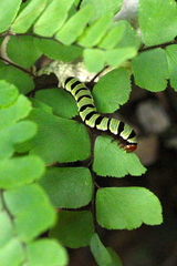 Callopistria guttulalis