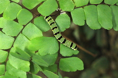 Callopistria guttulalis