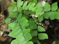 Callopistria guttulalis