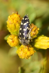 Acmaeodera bacchariphaga