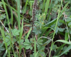 Alchemilla procumbens