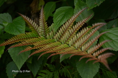 Pteris aspericaulis