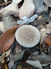 Lycoperdon pulcherrimum