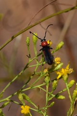 Crossidius discoideus