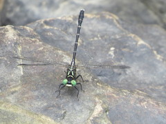 Stylogomphus sigmastylus
