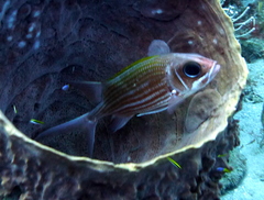 Holocentrus adscensionis