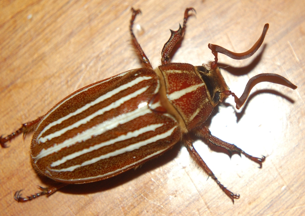 Polyphylla petitii
