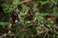Rubus liebmannii