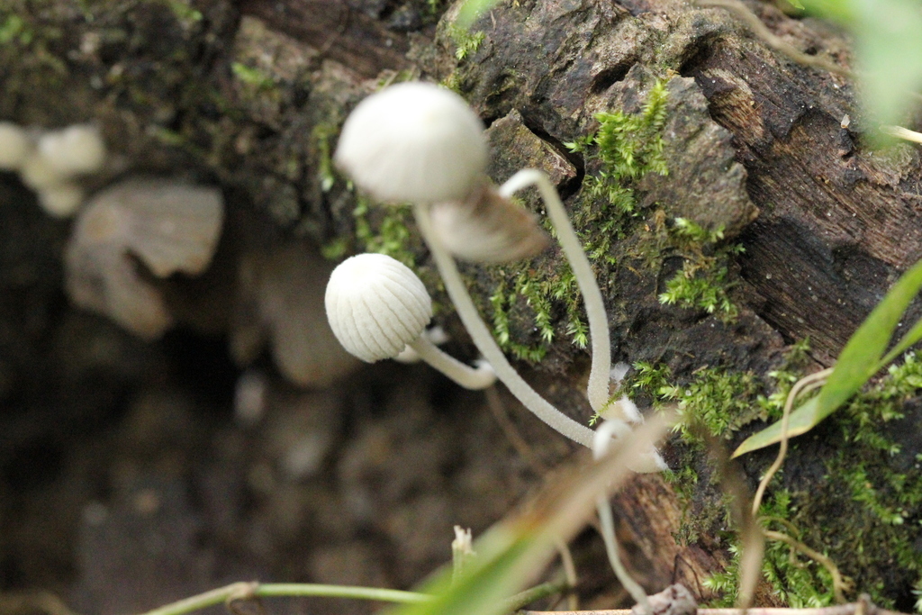 Coprinellus disseminatus · August 2021 · photo: © agnestrekker (iNaturalist, CC)