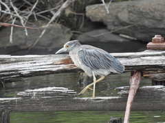 Nyctanassa violacea