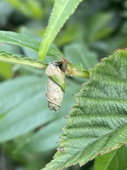 Homoeolabus analis