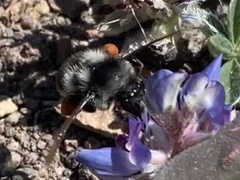 Bombus vancouverensis