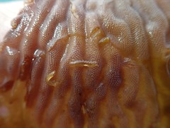 Idotea rufescens