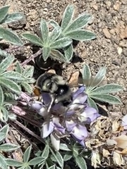 Bombus vancouverensis