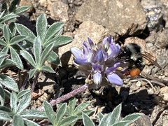 Bombus vancouverensis