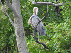 Ardea herodias