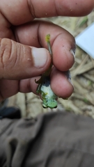 Espadarana prosoblepon