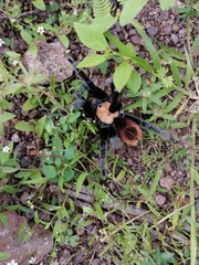 Brachypelma albiceps