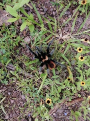 Brachypelma albiceps