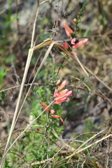 Lamourouxia rhinanthifolia