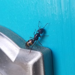 Camponotus subbarbatus