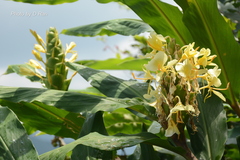 Hedychium flavescens