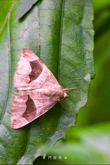 Bastilla joviana