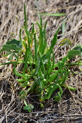 Phemeranthus napiformis