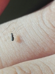 Coleosoma