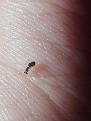 Coleosoma